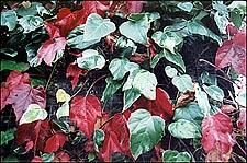 Photo: Red Ivy.