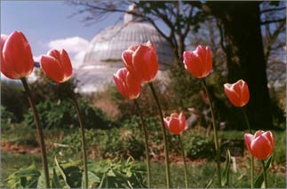 Tulips at the Kibble Palace