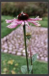 A bee on a plant