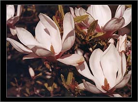 Camelia