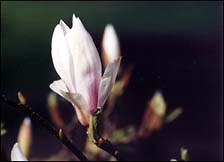 Photo: Camelia.