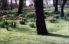 Photo: Daffodils.