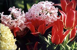 Photo: flowers