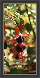 Fushia