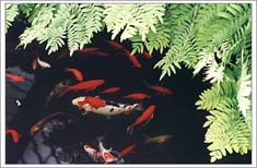 Photo: Goldfish