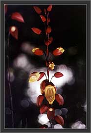 Unusual flowers