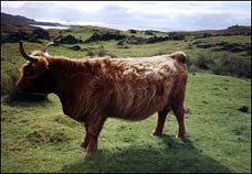 Photo: Highland Coo