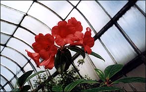 Photo: red flowers.