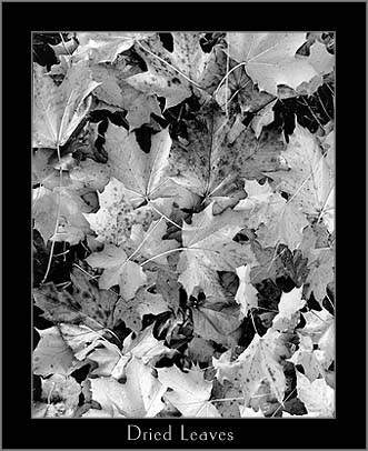 Leaves