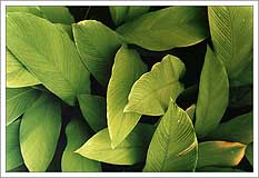 Leaves
