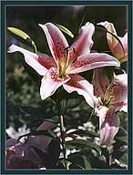 Lilies Lilies