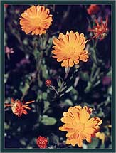 Marigolds Marigolds