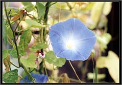 Photo: Nasturtium