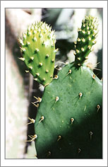 Cactus