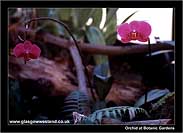 Orchids