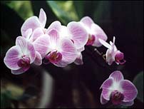 Pink Orchid
