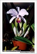 Orchids