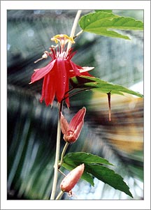 Passion Flower