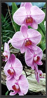 Pink Orchids