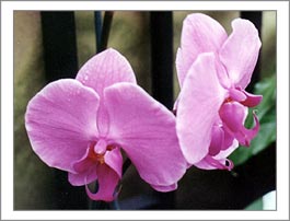Pink Orchids