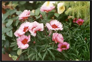 Photo: Pinks