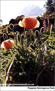 Poppy in Kelvingrove Park