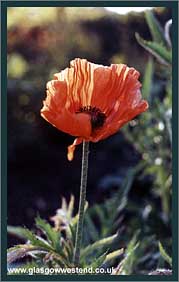 Poppy in Kelvingrove Park