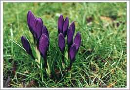 Purple Crocus