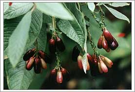 Red Berries