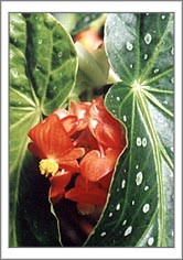 Red Flower