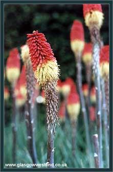 Red Hot Poker