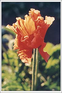 Photo: Red Poppy