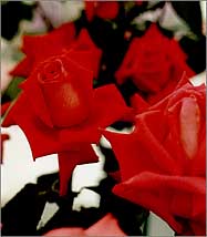 Red Roses