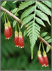 Red Veined Flowers