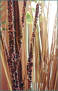 reeds