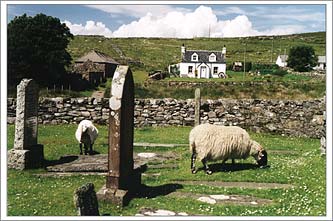 Sheep grazing in medieval graveyard