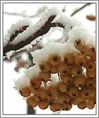 Yellow berries and snow