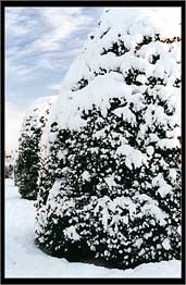 Trees covered in snow