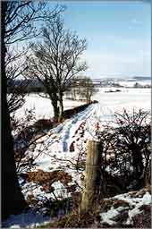 Pershire in the snow