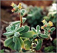 Soft Flowers