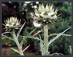 Artichoke?