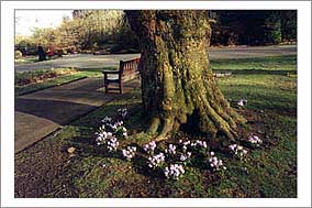 Spring in the Botanics