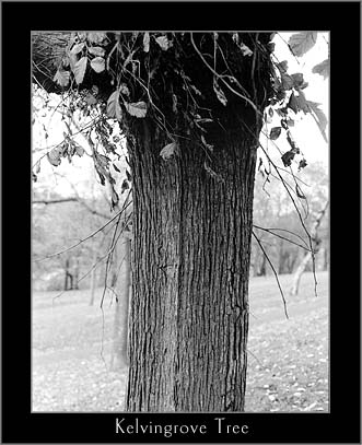 Tree Trunk