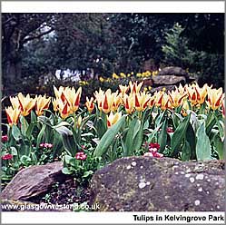 Tulips