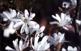 Photo: White flowers.