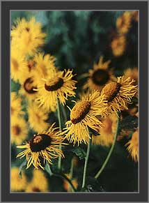 Yellow daisy like flowers