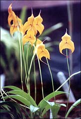 Yellow Orchid Photo: Yellow Orchid