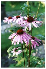 Photo: Echinicia