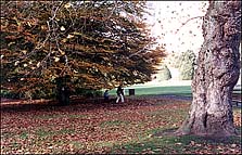 Falling Leaves