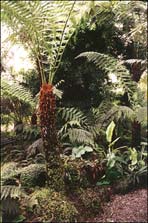 The Ferns in the interior of the Kibble Palace Ferns in the Kibble